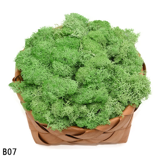 High Quality Artificial Green Plant Immortal Fake Flower Moss Grass Home Living Room Decorative Wall DIY Flower Mini Accessories