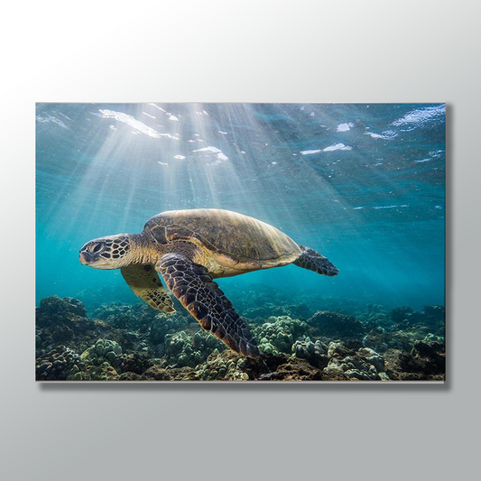 SEA TURTLE freeshipping - Wall Agenda